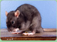 rat control Hucknall